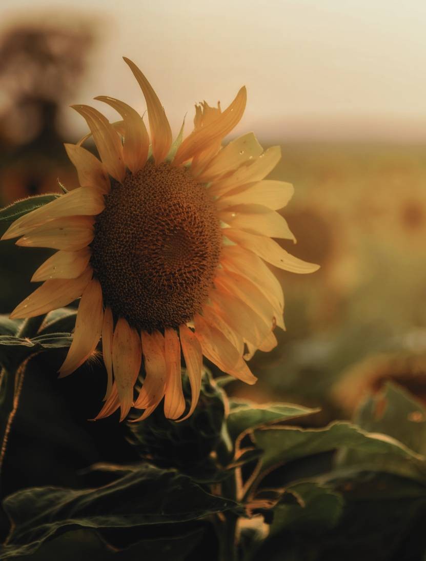 L’HUILE DE GRAINES DE TOURNESOL